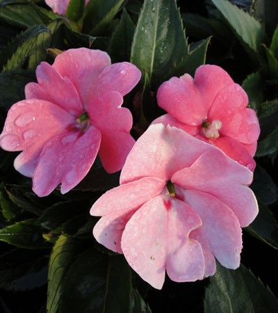 New Guinea Impatiens SunPatiens® Compact Coral Pink